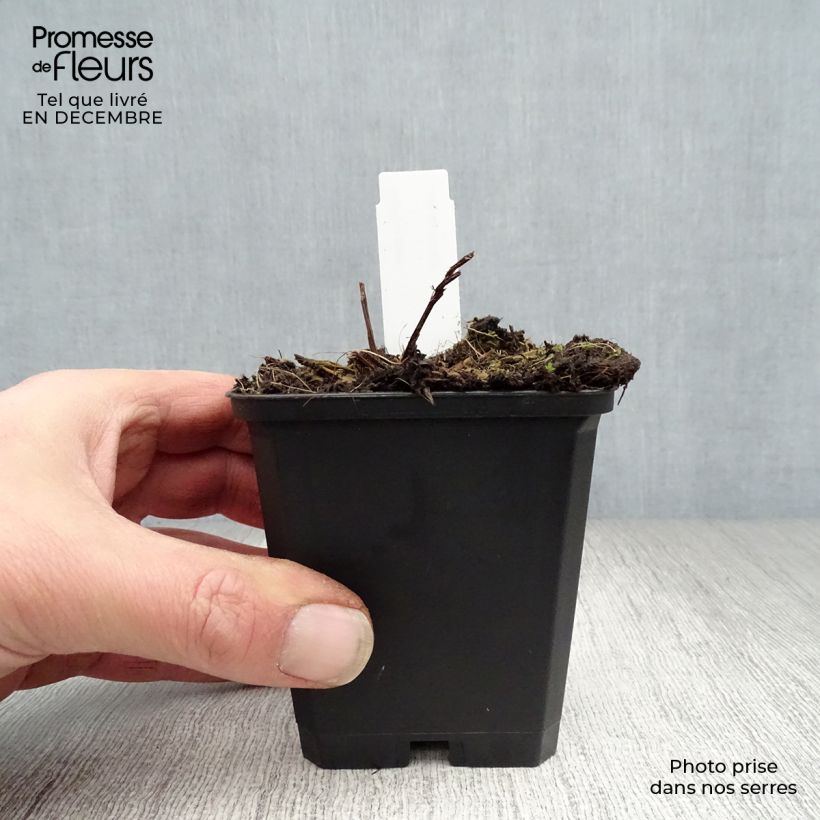 Angelica gigas - Angelica coreana Maceta de 8/9 cm Ejemplar entregado en invierno