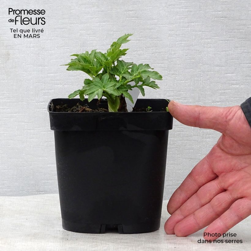 Angelica gigas - Angelica coreana Maceta 2L/3L Ejemplar entregado en la primavera
