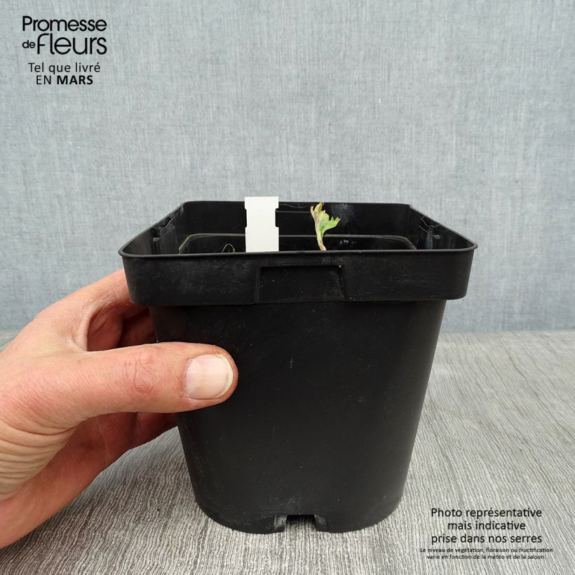 Angelica gigas - Angelica coreana Maceta 2L/3L Ejemplar entregado en invierno