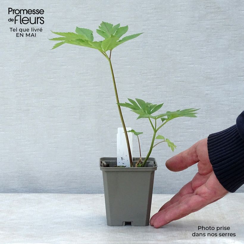 Angelica gigas - Angelica coreana Maceta de 8/9 cm Ejemplar entregado en la primavera