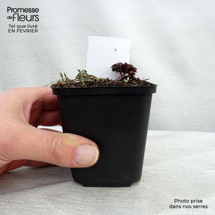 Angelica sylvestris Vicar's Mead Maceta de 8/9 cm Ejemplar entregado en invierno