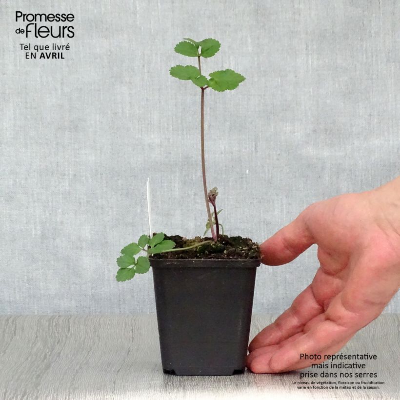 Angelica sylvestris Vicar's Mead Maceta de 8/9 cm Ejemplar entregado en la primavera