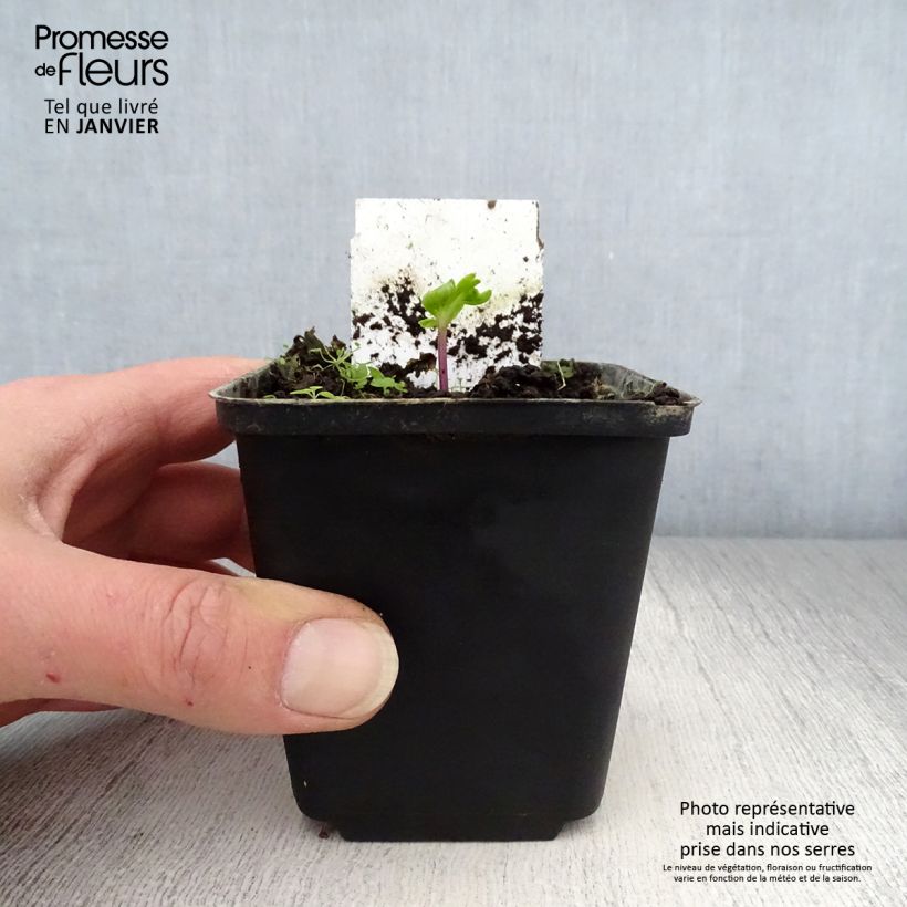 Angelica pachycarpa - Angélica de mar Maceta de 8/9 cm Ejemplar entregado en invierno