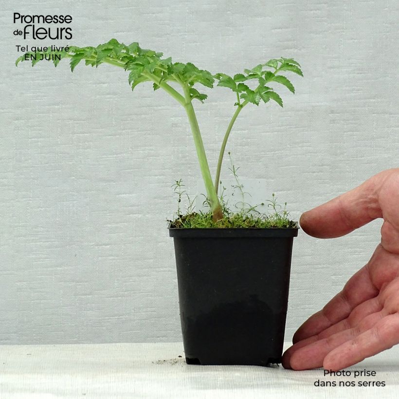 Ejemplar de Angelica pachycarpa - Angélica de mar Maceta de 8/9 cm entregado en verano