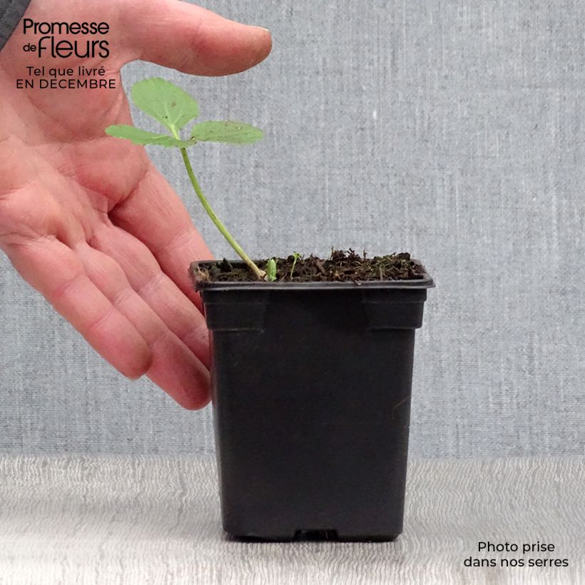 Angélica - Angelica archangelica Maceta de 7/8 cm Ejemplar entregado en invierno