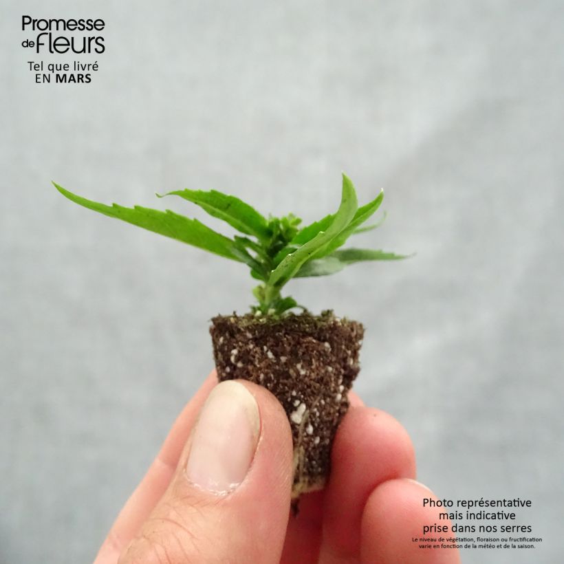 Angelonia angustifolia Archangel Cherry Red minicepellón: Ø 1,5/2,5 cm Ejemplar entregado en la primavera