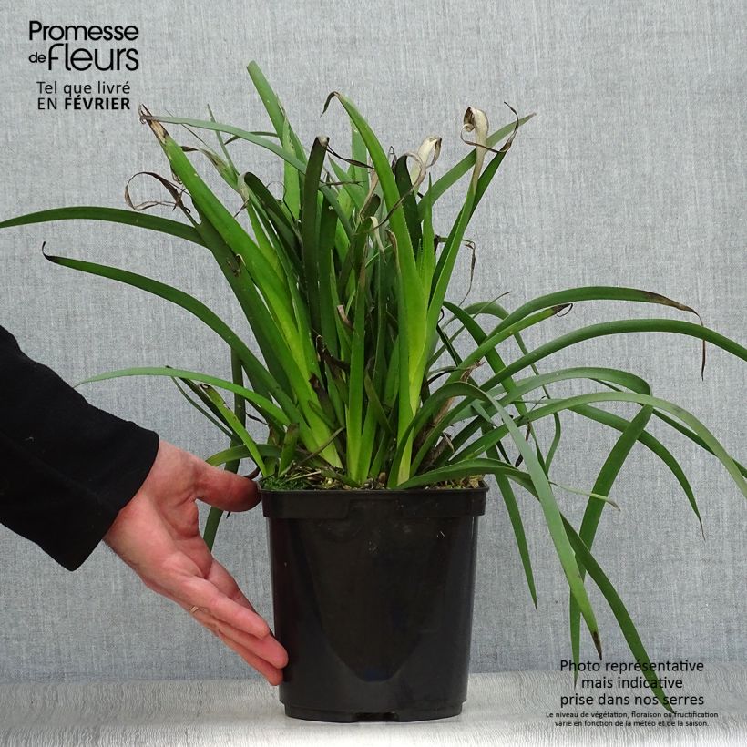 Anigozanthos flavidus Bush Bonanza Maceta 2L/3L Ejemplar entregado en invierno