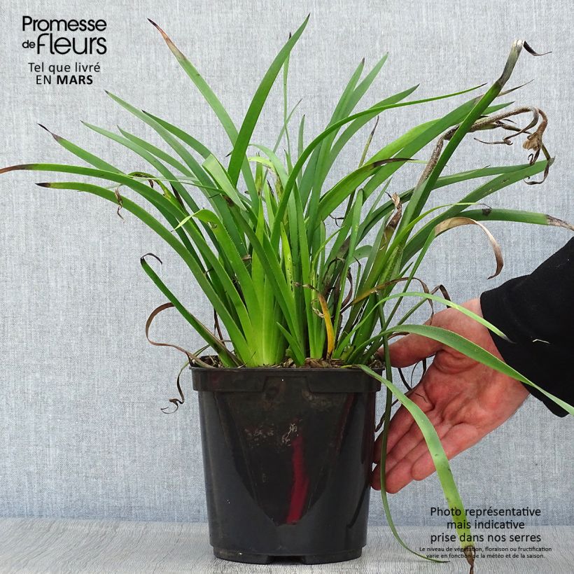 Anigozanthos flavidus Bush Bonanza Maceta 2L/3L Ejemplar entregado en la primavera