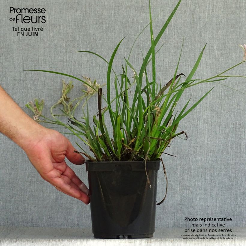 Ejemplar de Anigozanthos flavidus Bush Pearl Maceta 2L/3L entregado en verano