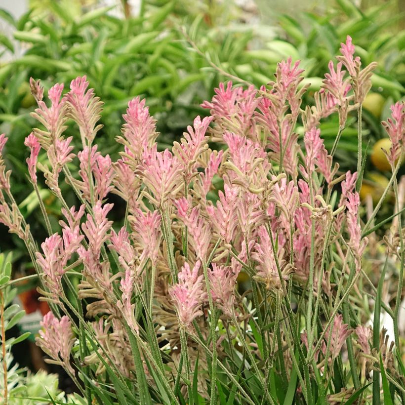 Anigozanthos flavidus Bush Pearl (Porte)