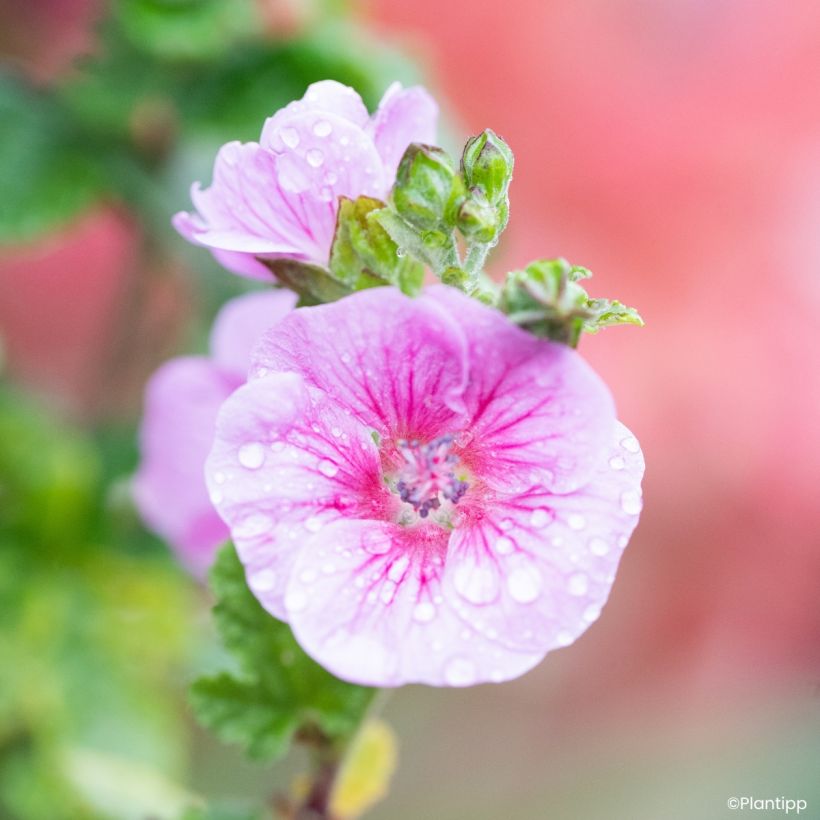 Anisodontea Cotton Candy Pink - Malva africana (Floración)