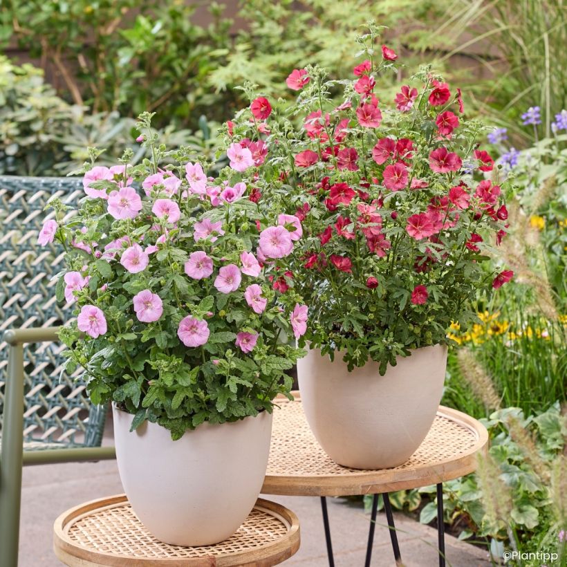 Anisodontea Cotton Candy Pink - Malva africana (Porte)