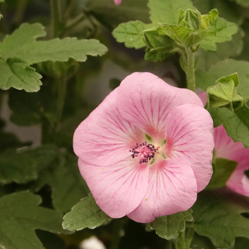 Anisodontea Cotton Candy Pink - Malva africana (Floración)