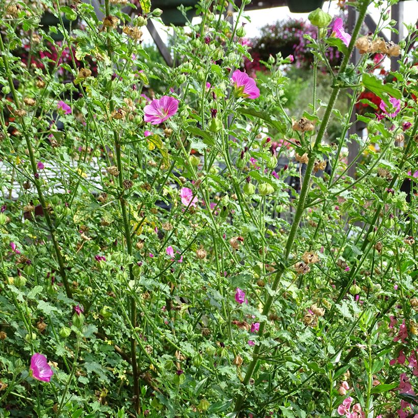 Anisodontea Lady in Pink (Porte)