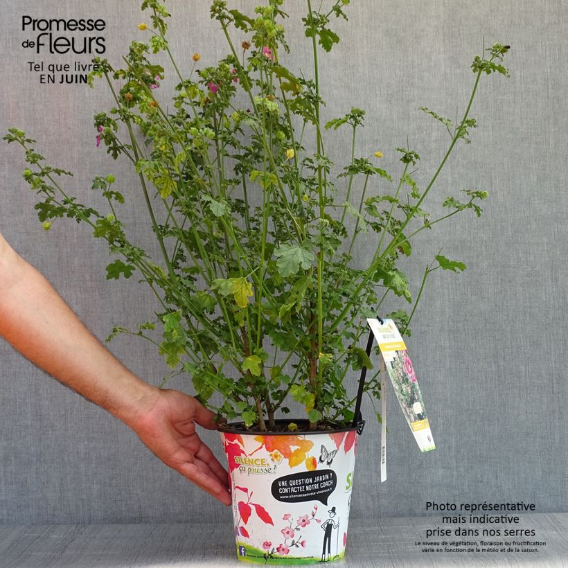 Anisodontea capensis El Rayo Maceta 3L/4L Ejemplar entregado en la primavera