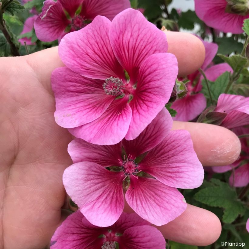 Anisodontea Carnival Lights Celebration - Malva africana (Floración)