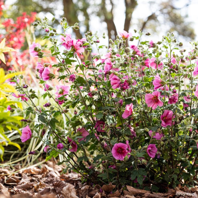 Anisodontea Carnival Lights Celebration - Malva africana (Porte)