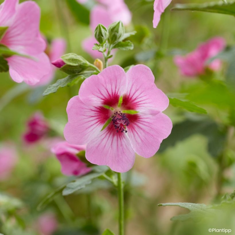 Anisodontea Carnival Lights Gala - Malva africana (Floración)