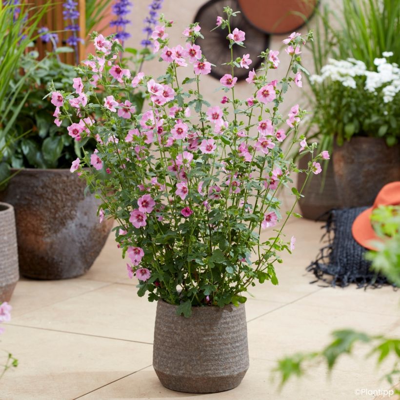 Anisodontea Carnival Lights Gala - Malva africana (Porte)