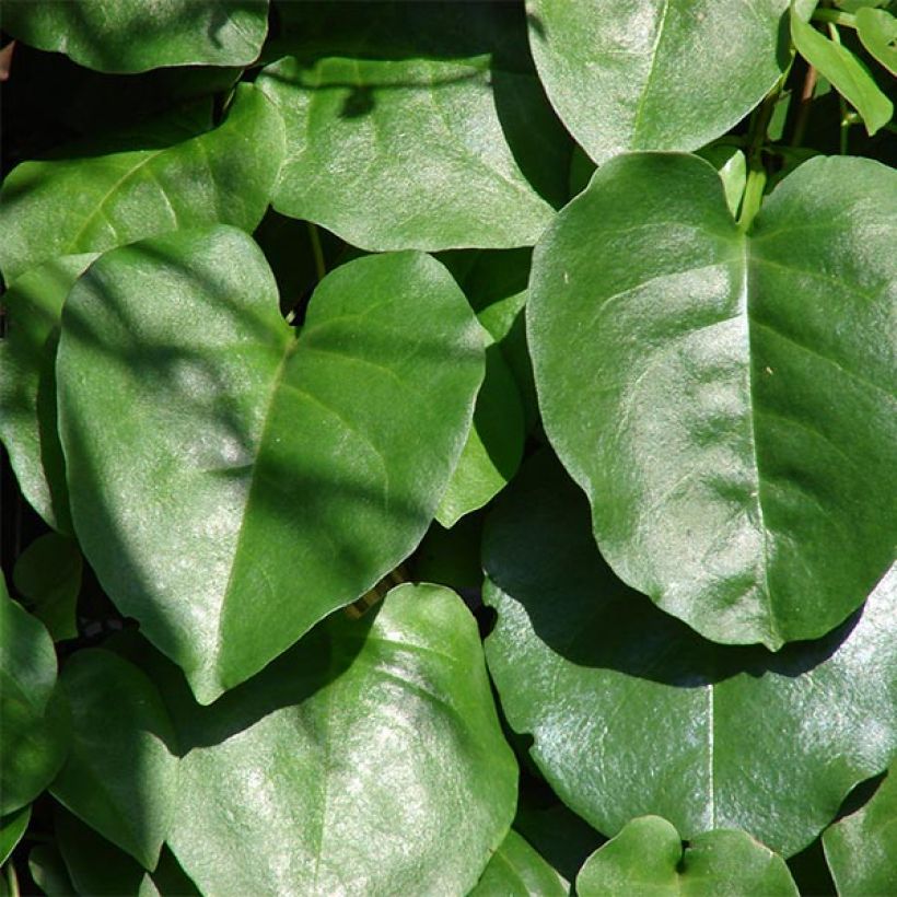 Anredera cordifolia - Enredadera del mosquito (Follaje)