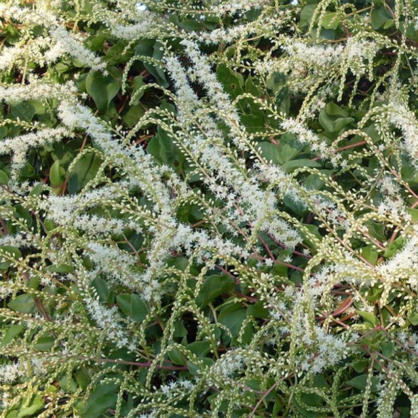 Anredera cordifolia - Enredadera del mosquito (Floración)