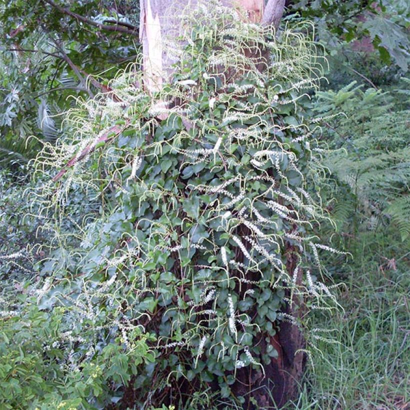 Anredera cordifolia - Enredadera del mosquito (Porte)