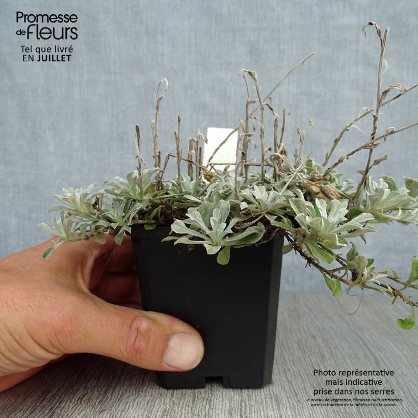 Ejemplar de Antennaria dioica var. borealis - Pie de gato Maceta de 8/9 cm entregado en verano