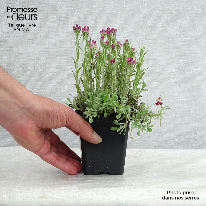 Antennaria dioica Rubra Maceta de 8/9 cm Ejemplar entregado en la primavera