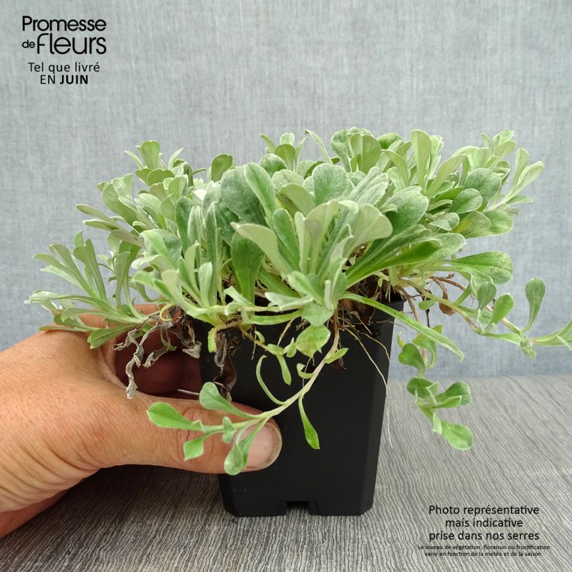 Ejemplar de Antennaria dioica Rubra Maceta de 8/9 cm entregado en verano