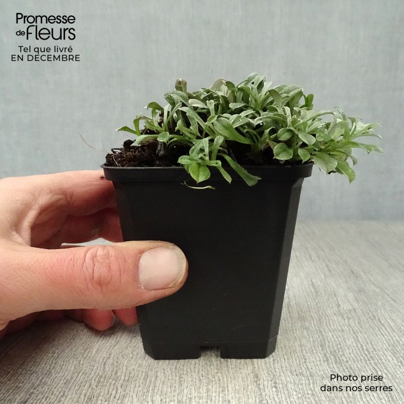 Antennaria dioica Rubra Maceta de 8/9 cm Ejemplar entregado en invierno