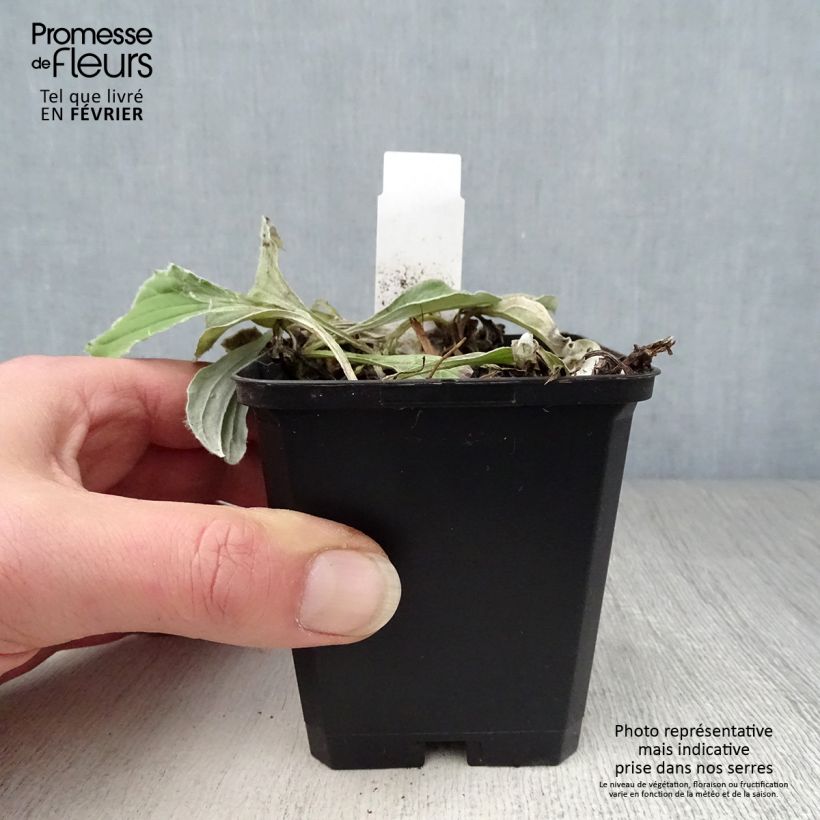 Antennaria plantaginifolia - Pie de gato Maceta de 8/9 cm Ejemplar entregado en invierno