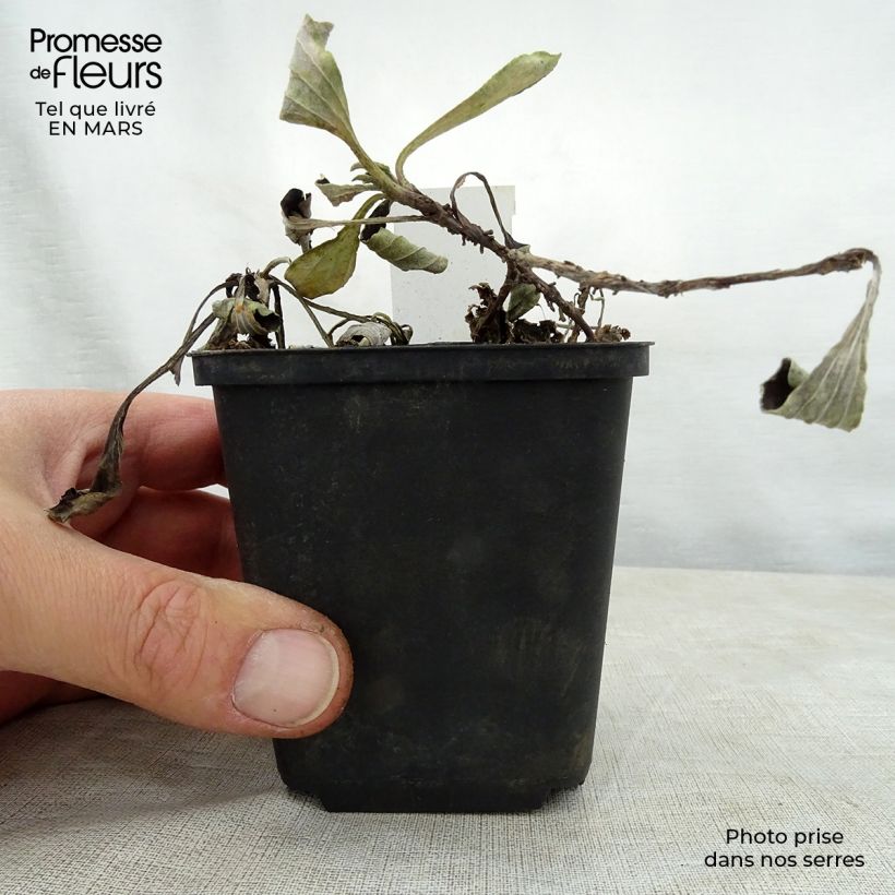 Antennaria plantaginifolia - Pie de gato Maceta de 8/9 cm Ejemplar entregado en la primavera