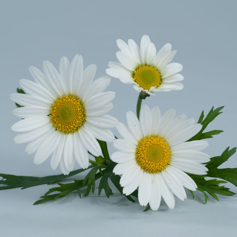 Argyranthemum Everest White (Floración)