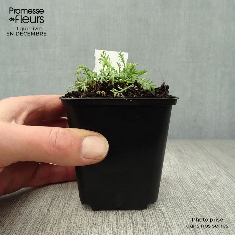 Anthemis carpatica Karpatenschnee Maceta de 8/9 cm Ejemplar entregado en invierno