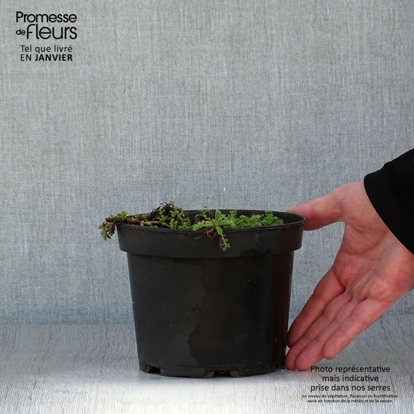 Anthemis carpatica Karpatenschnee Maceta 2L/3L Ejemplar entregado en invierno