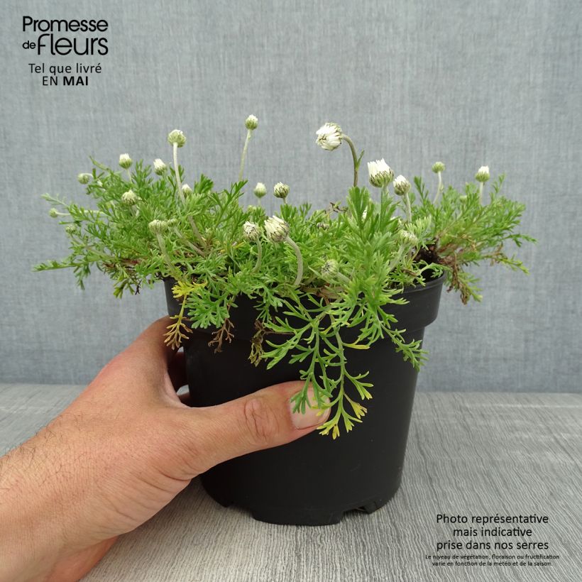 Anthemis carpatica Karpatenschnee Maceta 2L/3L Ejemplar entregado en la primavera