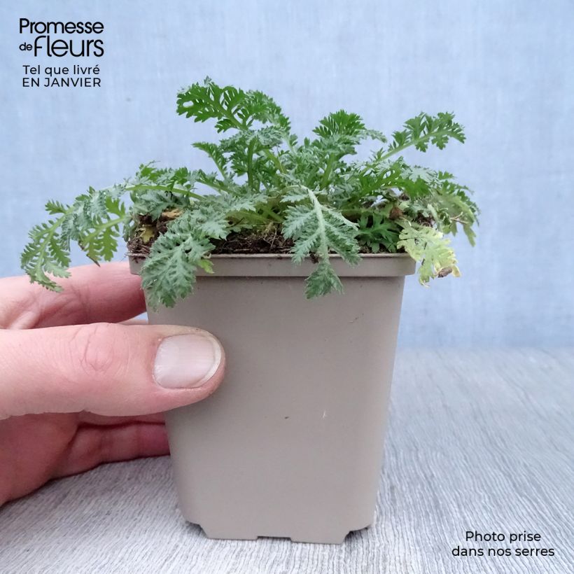 Anthemis sancti-johannis - Manzanilla de San Juan Maceta de 7/8 cm Ejemplar entregado en invierno