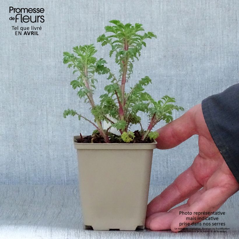 Anthemis sancti-johannis - Manzanilla de San Juan Maceta de 7/8 cm Ejemplar entregado en la primavera