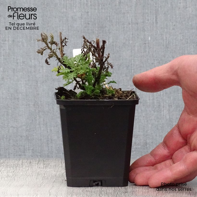 Anthemis tinctoria E.C. Buxton - Camomila amarilla Maceta de 8/9 cm Ejemplar entregado en invierno