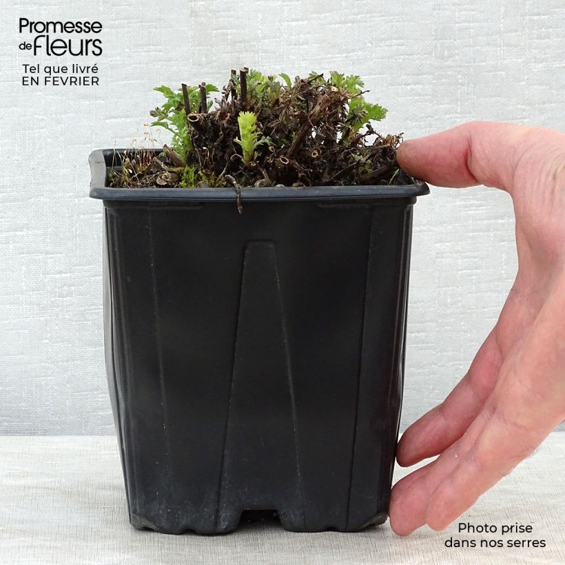 Anthemis tinctoria E.C. Buxton - Camomila amarilla Maceta 2L/3L Ejemplar entregado en invierno