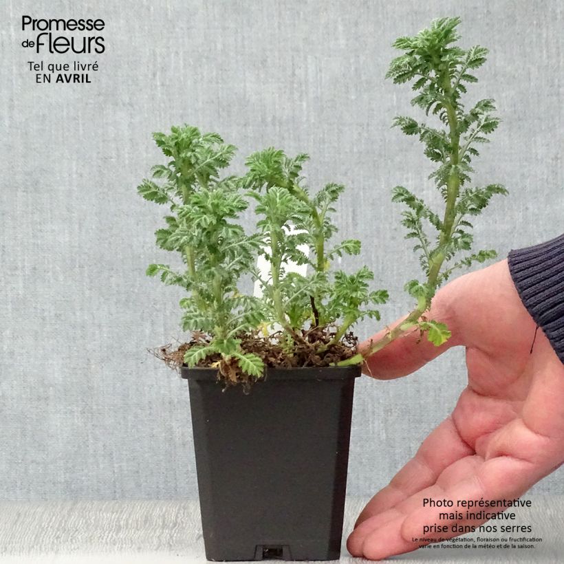 Anthemis tinctoria E.C. Buxton - Camomila amarilla Maceta de 8/9 cm Ejemplar entregado en la primavera