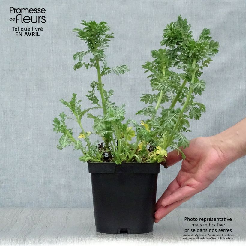 Anthemis tinctoria E.C. Buxton - Camomila amarilla Maceta 2L/3L Ejemplar entregado en la primavera