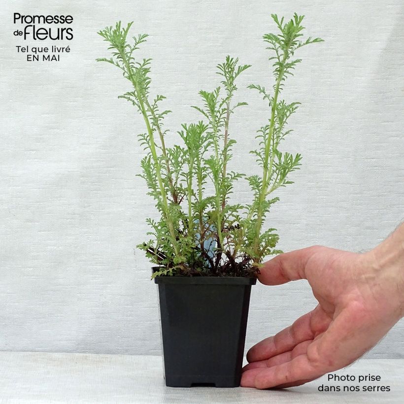 Anthemis tinctoria Kelwayi - Camomila amarilla Maceta de 8/9 cm Ejemplar entregado en la primavera