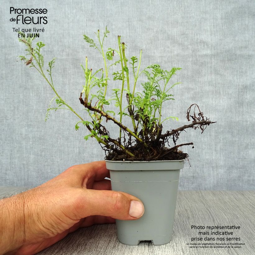 Ejemplar de Anthemis tinctoria Sauce Hollandaise - Camomila amarilla Maceta de 8/9 cm entregado en verano