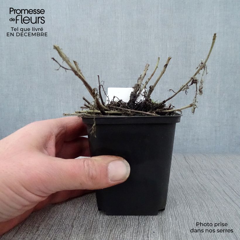 Anthemis tinctoria Sauce Hollandaise - Camomila amarilla Maceta de 8/9 cm Ejemplar entregado en invierno