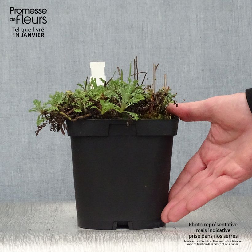 Anthemis tinctoria Sauce Hollandaise - Camomila amarilla Maceta 2L/3L Ejemplar entregado en invierno