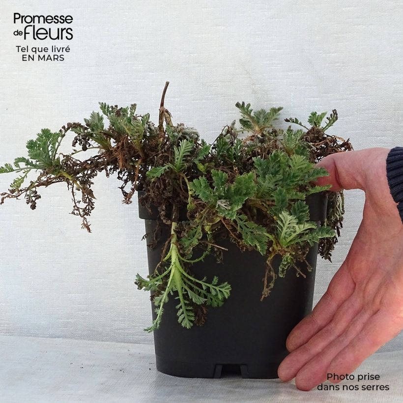 Anthemis tinctoria Sauce Hollandaise - Camomila amarilla Maceta 2L/3L Ejemplar entregado en la primavera