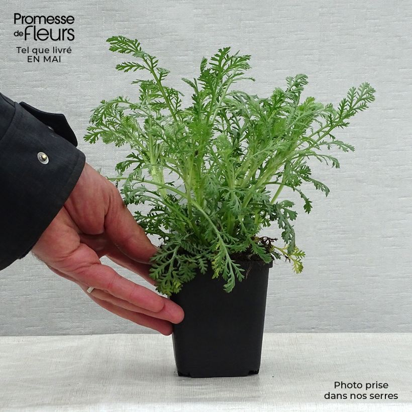 Anthemis tinctoria Sauce Hollandaise - Camomila amarilla Maceta de 8/9 cm Ejemplar entregado en la primavera