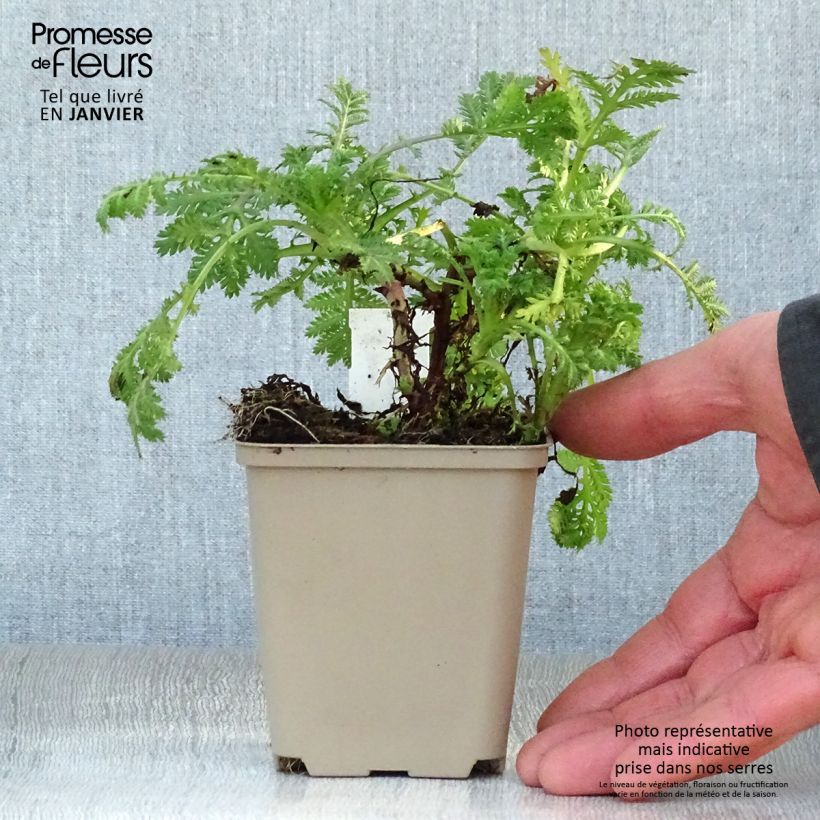 Anthemis tinctoria Wargrave Variety - Camomila amarilla Maceta de 8/9 cm Ejemplar entregado en invierno