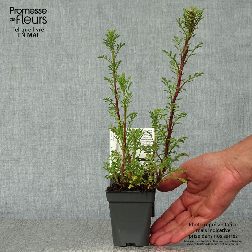 Anthemis tinctoria Wargrave Variety - Camomila amarilla Maceta de 8/9 cm Ejemplar entregado en la primavera